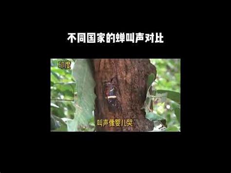 蟬聲唧唧意思|動物界大聲公（二）：蟬 